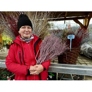 Vianočné čučoriedkové kytičky (Vaccinium corymbosum) - výška 50-70 cm - RUŽOVÉ
